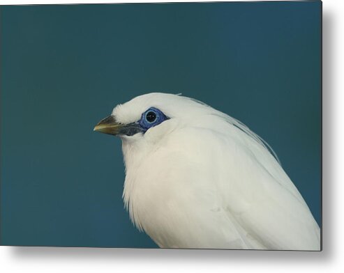 Bird Metal Print featuring the photograph Rothchild Mynah by Larry Trupp