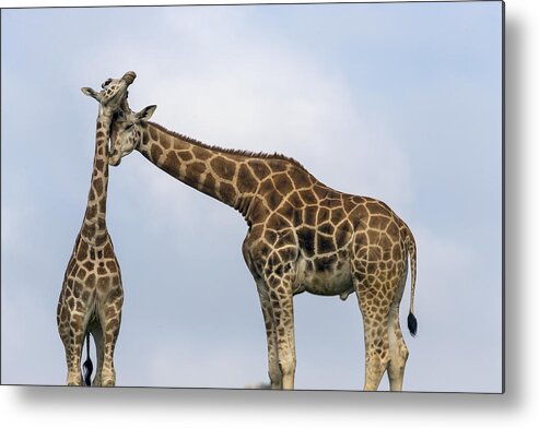 Feb0514 Metal Print featuring the photograph Rothschild Giraffe Pair Nuzzling by San Diego Zoo