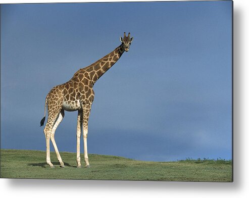 Mp Metal Print featuring the photograph Rothschild Giraffe by San Diego Zoo