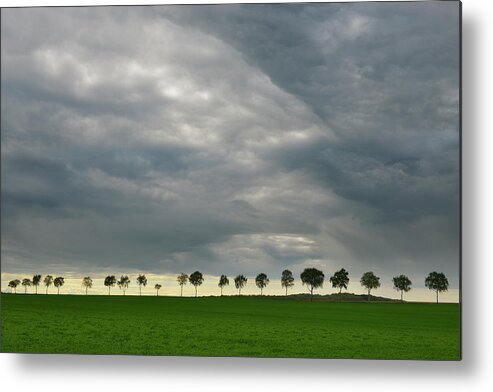 Grass Metal Print featuring the photograph Row Of Birch Trees With Stormy Sky by Raimund Linke