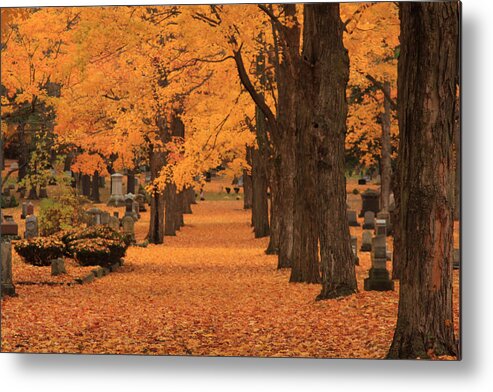 Autumn Foliage New England Metal Print featuring the photograph Rows of Maples in orange by Jeff Folger