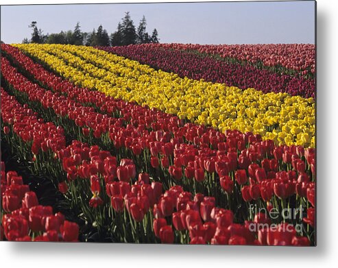 Travel Metal Print featuring the photograph Rows of multicolored tulips in field Mount Vernon Washington Sta by Jim Corwin