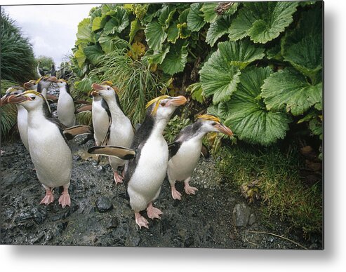 Feb0514 Metal Print featuring the photograph Royal Penguin Group Walking To Colony by Tui De Roy