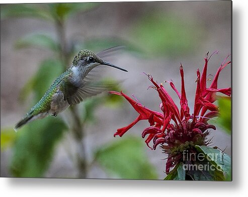 Nature Metal Print featuring the photograph Ruby-throated Hummer by Ronald Lutz