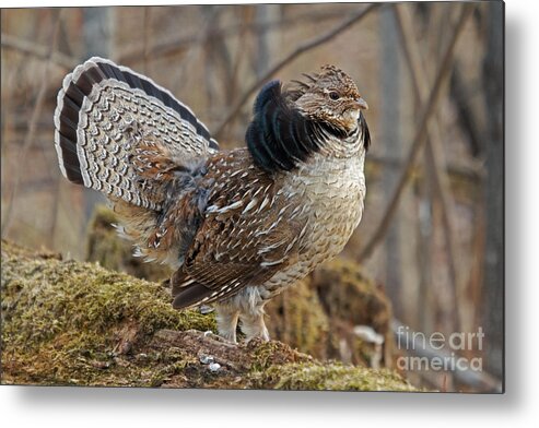 Ruff Grouse Metal Print featuring the photograph Ruffed Grouse Courtship Display by Linda Freshwaters Arndt