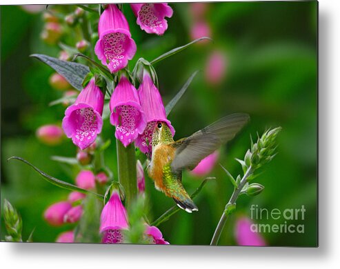 Animal Metal Print featuring the photograph Rufous Hummingbird #1 by Thomas and Pat Leeson