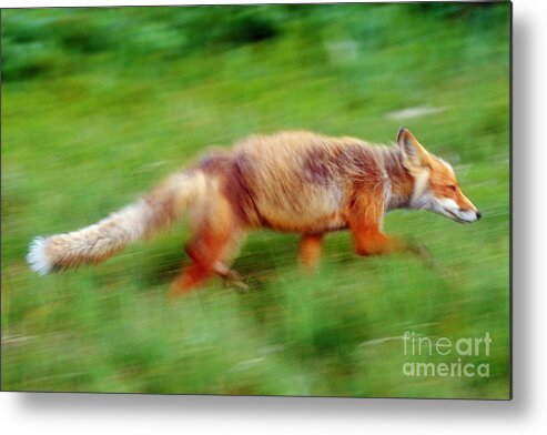 Red Fox Metal Print featuring the photograph Running Red Fox by Art Wolfe