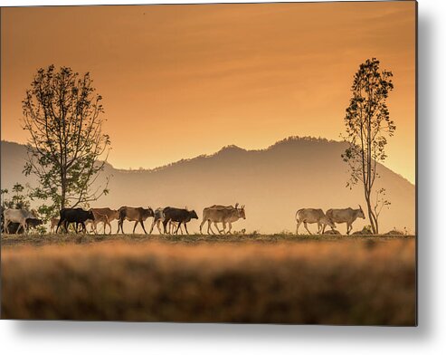 Thai Culture Metal Print featuring the photograph Rural Herd by Thanapol Marattana