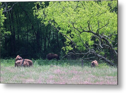 Photograph Metal Print featuring the photograph Rural Virginia Scenic III by Suzanne Gaff