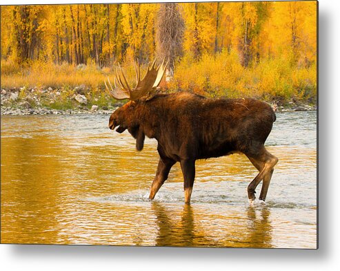 Bull Moose Metal Print featuring the photograph Searching by Aaron Whittemore
