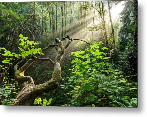 California Metal Print featuring the photograph Sacred Grove by Dustin LeFevre