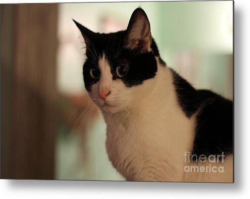 Cat Metal Print featuring the photograph Sadie 2 by Cathy Lindsey