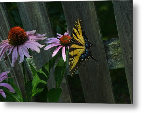 Animals Metal Print featuring the photograph Safe landing by Ricardo Dominguez