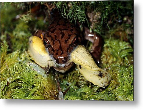 Amphibia Metal Print featuring the photograph Salamander Eating A Slug by Karl H. Switak