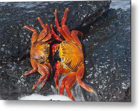 536812 Metal Print featuring the photograph Sally Lightfoot Crabs Galapagos Islands by Tui De Roy