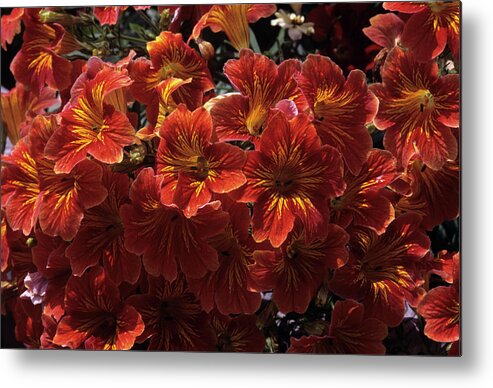 Painted Tongue Metal Print featuring the photograph Salpiglossis 'royal Formula Mix' Flowers by Sally Mccrae Kuyper/science Photo Library
