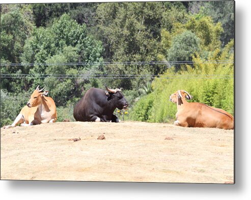 San Metal Print featuring the photograph San Diego Zoo - 1212202 by DC Photographer