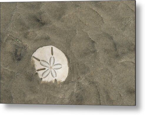 Sand Dollar (Echinarachnius parma)