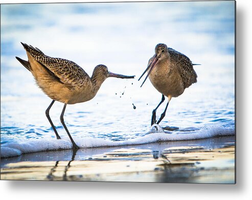 America Metal Print featuring the photograph Sanderlings Playing at the Beach by John Wadleigh