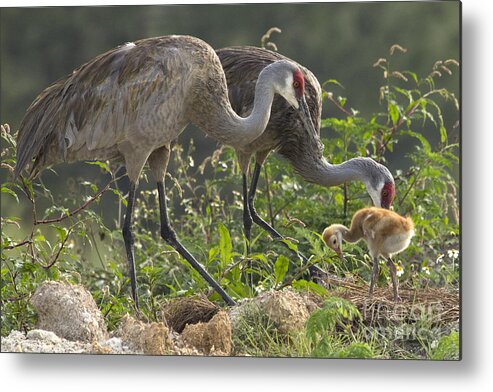 Sandhill Crane Metal Print featuring the photograph Sandhill Crane Family by Meg Rousher