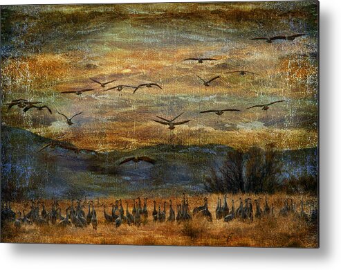 Birds Metal Print featuring the photograph Sandhill Cranes by Barbara Manis
