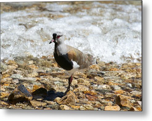 Photograph Metal Print featuring the photograph Sandpiper by Richard Gehlbach