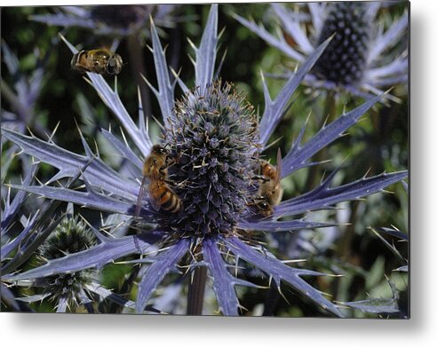 Eryngium Sapphire Blue Metal Print featuring the photograph Sapphire Blue Sea Holly With Bees by Tom Wurl