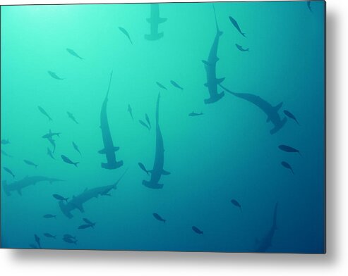Underwater Metal Print featuring the photograph Scalloped hammerhead sharks by Comstock Images