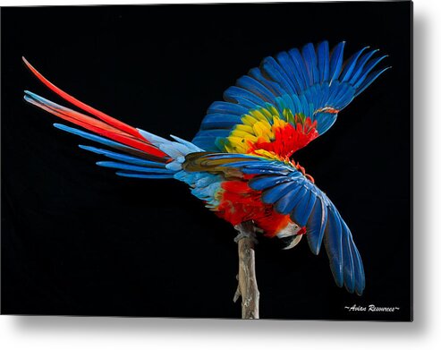 Parrot Metal Print featuring the photograph Scarlet Macaw Fan by Avian Resources