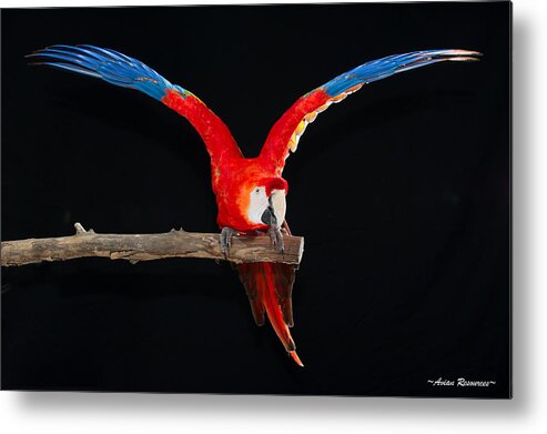 Parrot Metal Print featuring the photograph Scarlet Macaw Y by Avian Resources