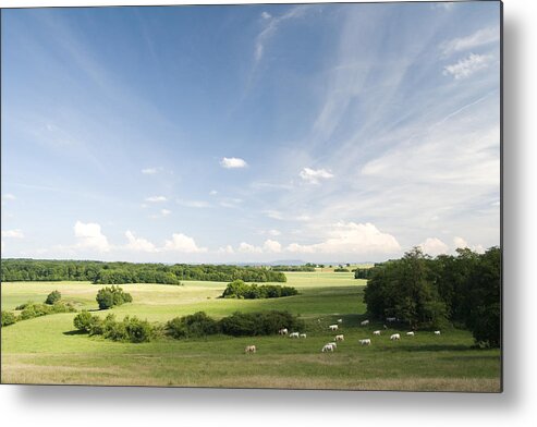 Tranquility Metal Print featuring the photograph Scenic countryside with cattle grazing in distance by ZenShui/Yves Regaldi