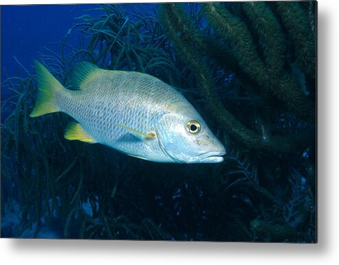 Actinopterygii Metal Print featuring the photograph Schoolmaster Snapper by Charles Angelo