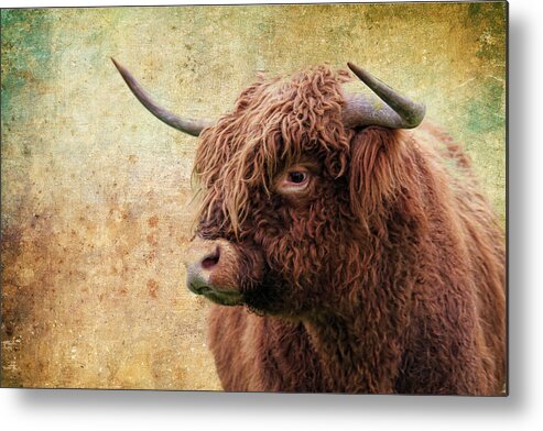 Scottish Highland Bull Metal Print featuring the photograph Scottish Highland Steer by Steve McKinzie