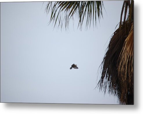 Linda Brody Metal Print featuring the photograph Scrub Jay In-Flight by Linda Brody