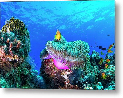 Underwater Metal Print featuring the photograph Sea Life by Roberto Marchegiani