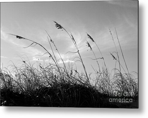 Sea Oats Silhouette Metal Print featuring the photograph Sea Oats Silhouette by Michelle Constantine