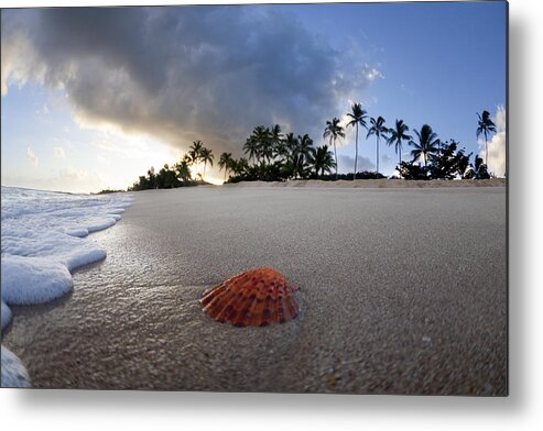  Seashell Metal Print featuring the photograph Sea Shell Sunrise by Sean Davey