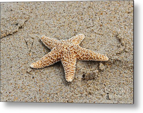 Starfish Metal Print featuring the photograph Sea Star on Sand by Cathy Lindsey