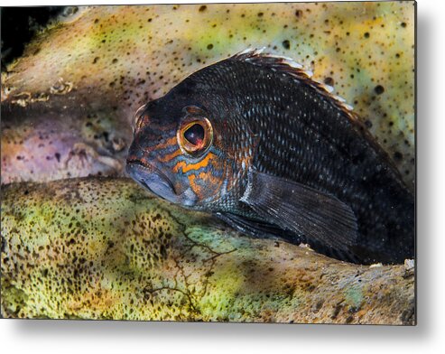 Sea Bass Metal Print featuring the photograph Seabass in a Shell by Sandra Edwards
