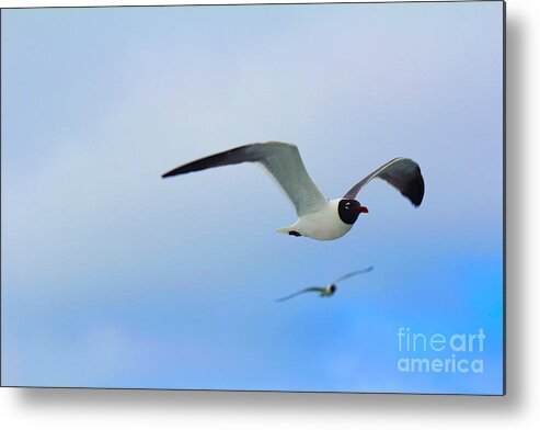 Seagull Metal Print featuring the photograph Seagull by David Jackson