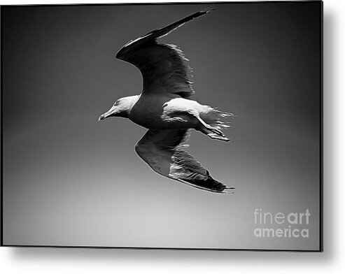 Jonathan Livingston Seagull Metal Print featuring the photograph Seagull flying higher by Stefano Senise