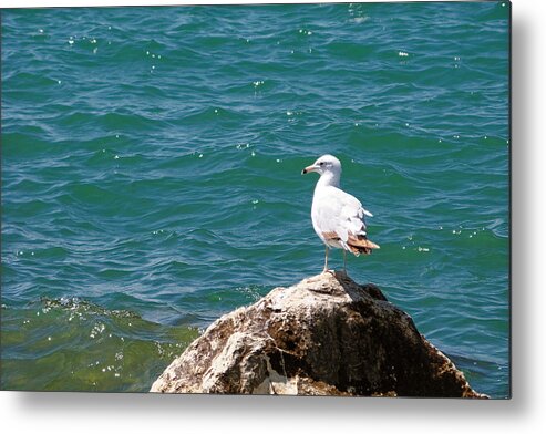 Michigan Metal Print featuring the photograph Seagull on Rock by Lars Lentz