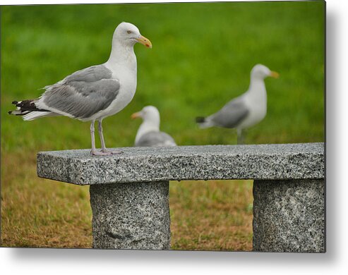 Maine Metal Print featuring the photograph Seagull on Stone Bench by Mitchell R Grosky
