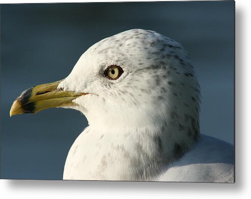 Seagull Metal Print featuring the photograph Seagull by Paula Brown