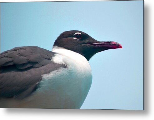 Seagull Metal Print featuring the photograph Seagull Portrait by Sandi OReilly