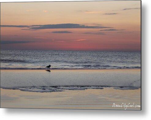 Animals Metal Print featuring the photograph Seagull Strolls The Seashore by Robert Banach