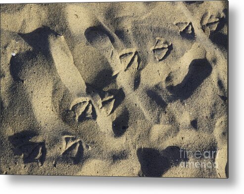 Seagull Metal Print featuring the photograph Seagull Tracks by Richard Lynch