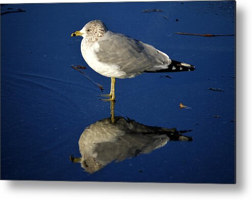 Seagull Metal Print featuring the photograph Seagull Reflecting in Shallow Water by Bill Swartwout