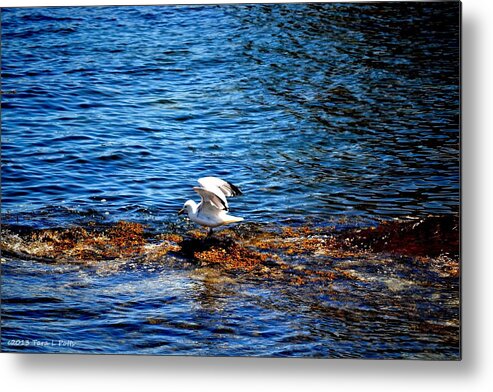 Seagull Metal Print featuring the photograph Seagull Wings Lifted by Tara Potts