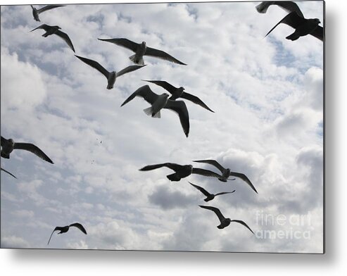 Seagulls Diving For A Bite Metal Print featuring the photograph Seagulls Diving For A Bite by John Telfer